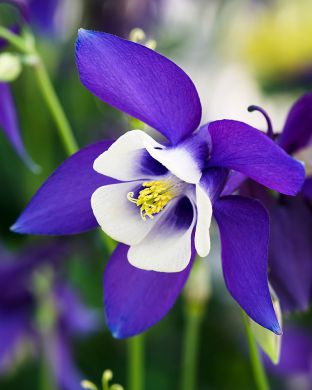 Akileija Spring Magic Navy and White 3 kpl