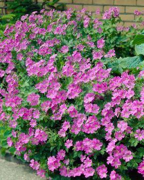 Jalokurjenpolvi Sirak 3 kpl