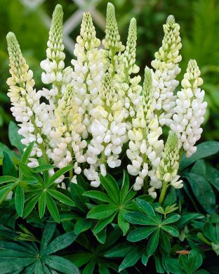 Kirjolupiini Gallery White 3 kpl