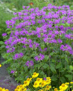 Tarhaväriminttu mix 6 kpl