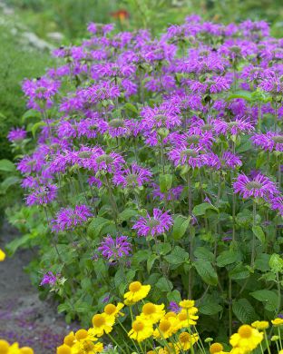 Tarhaväriminttu Prärienacht 3 kpl