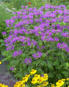 Tarhaväriminttu Prärienacht 3 kpl