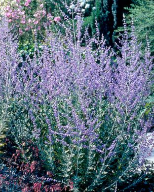 Sulkapiiska Blue Spire 3 kpl