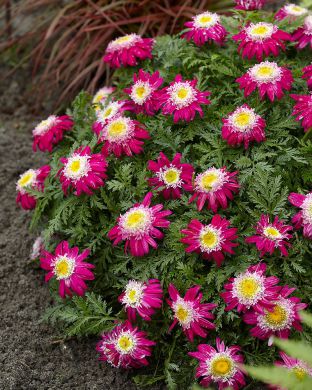 Punapäivänkakkara Garden Treasure 3 kpl