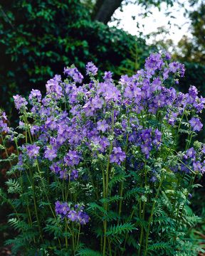 Lehtosinilatva 6 kpl