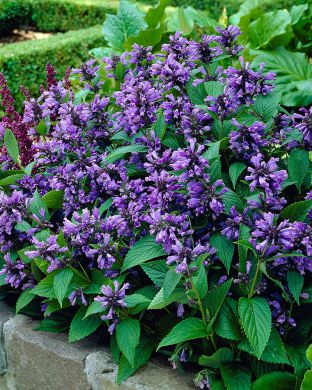 Komeakissanminttu 3 kpl