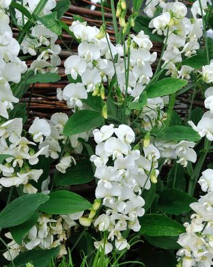 Ruusunätkelmä White Pearl 3 kpl