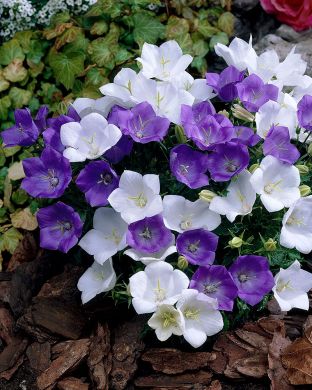 Karpaattienkello mix 6 kpl