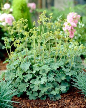 Reunuspoimulehti 6 kpl