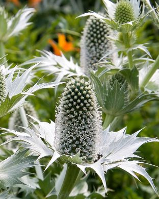 Hohtopiikkiputki 3 kpl