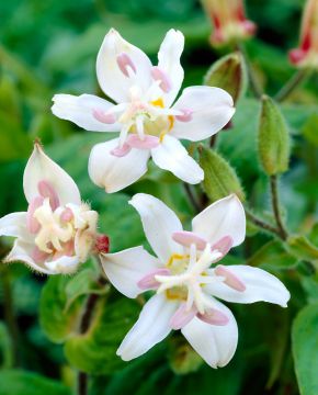 Karvakonnanlilja Alba 3 kpl