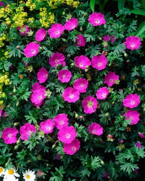 Purppurailta 3 -perennapenkki 23 kpl