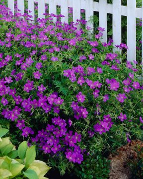 Purppurailta 3 -perennapenkki 23 kpl