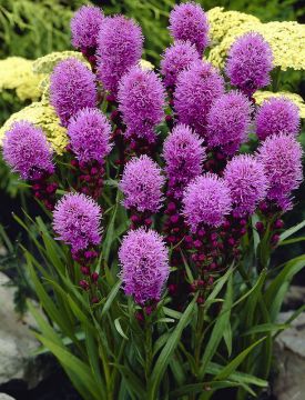 Purppurailta 3 -perennapenkki 23 kpl