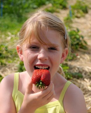 Jättimansikka Maxim 6 kpl