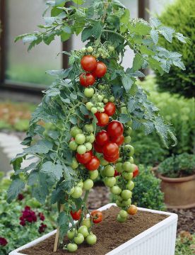 Pensastomaatti Totem 3 kpl