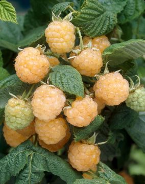 Keltavadelma Fallgold 3 kpl