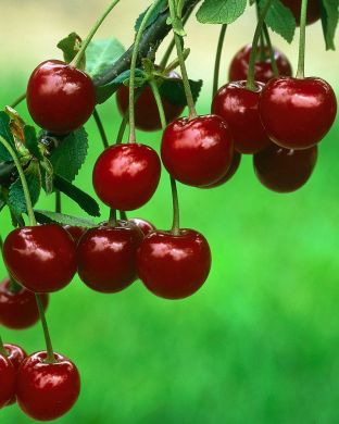 Kirsikka Varjomorelli