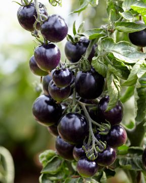 Kirsikkatomaatti Indigo Ruby 3 kpl