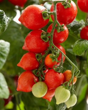 Pensastomaatti Heartbreaker Dora 3 kpl