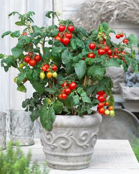 Pensastomaatti Heartbreaker Vallery 3 kpl