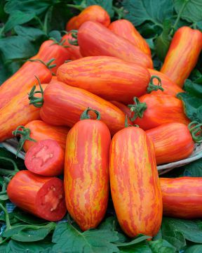 Amppelitomaatti Firecracker 3 kpl