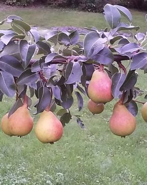 Päärynä mix 2 kpl