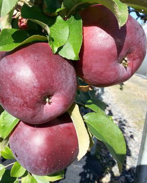 Pilariomenapuu Punainen Helminauha