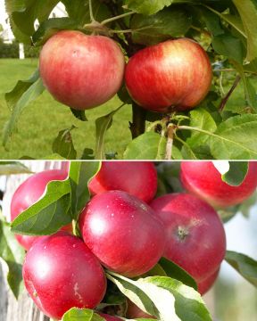 Pilariomenapuu mix 2 kpl