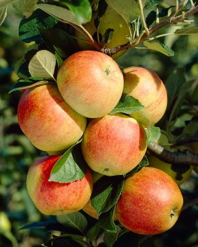 Omenapuu Kymppitonni