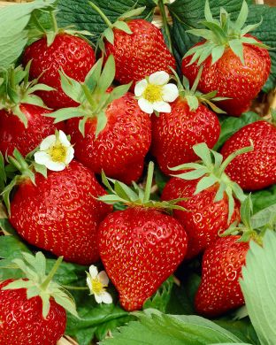 Mansikka Lumotar 6 kpl