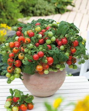 Parveketomaatti mix 6 kpl