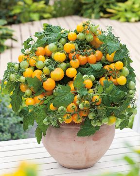 Parveketomaatti mix 6 kpl