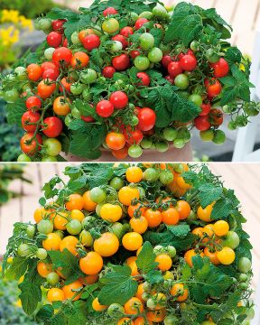 Parveketomaatti mix 6 kpl