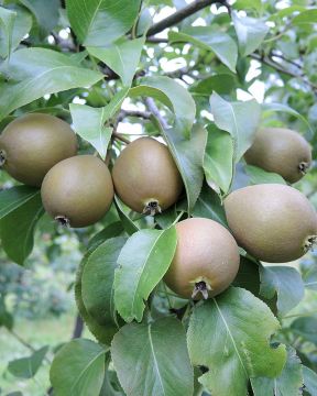 Päärynä Peukaloinen