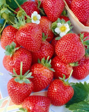 Mansikka Bounty 6 kpl