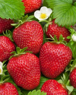 Mansikka Honeoye 6 kpl