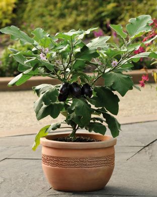 Patiomunakoiso Patio Baby 3 kpl