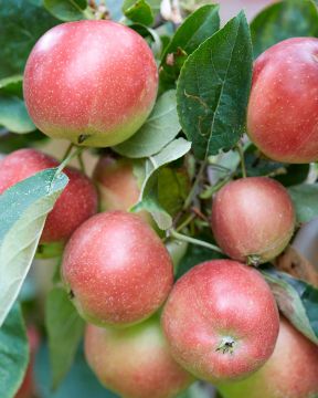 Syysomena Ananaskaneli