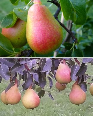 Päärynä mix 2 kpl