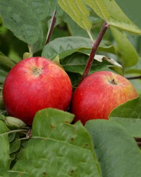 Pilariomenapuu Baiba