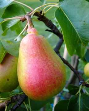 Päärynä mix 2 kpl