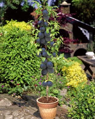 Pilariluumu Black Amber