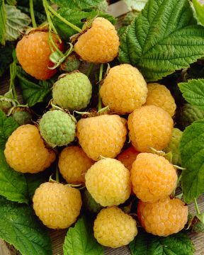 Keltavadelma Golden Bliss 3 kpl