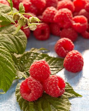 Vadelma Muskoka 3 kpl