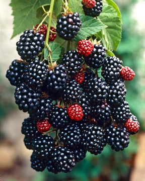 Siperialainen karhunvadelma