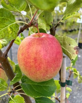 Omenapuu Kymppitonni