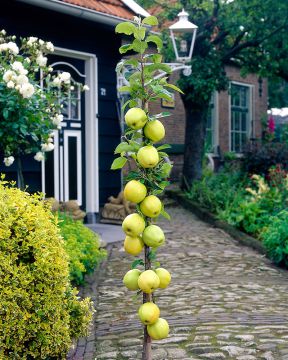 Pilariomenapuu Medoc