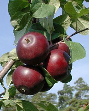 Omenapuu Pekka