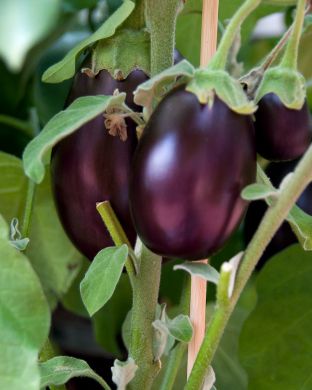 Patiomunakoiso Patio Baby 3 kpl